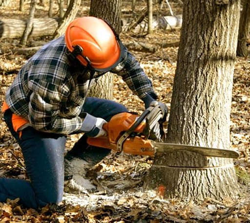Tree Removal in Spelter, WV